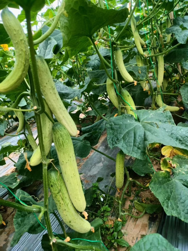 本地白黄瓜