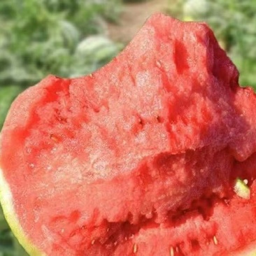 强者711西瓜基地直销量大质优价格优惠一手货源