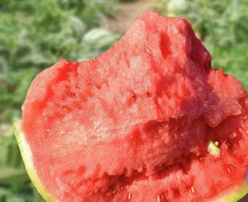强者711西瓜基地直销量大质优价格优惠一手货源