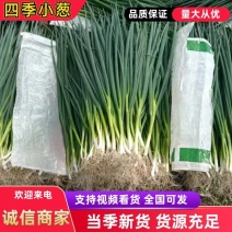 东北吉林精品香葱，产地直发货源充足大量有货质量很好，。