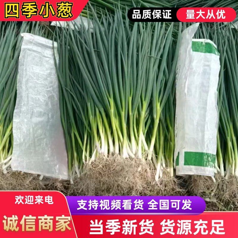 东北吉林精品香葱，产地直发货源充足大量有货质量很好，。
