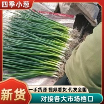 吉林精品小香葱，质量保证，产地直发，货源充足优质精品香葱