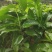 火枥楠枮木嫁接白玉兰苗摘花品种花量多花包大