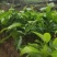 火枥楠枮木嫁接白玉兰苗摘花品种花量多花包大