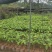 火枥楠枮木嫁接白玉兰苗摘花品种花量多花包大
