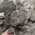 油脂公司大量供应葵花籽饼葵粕适用于饲料养殖