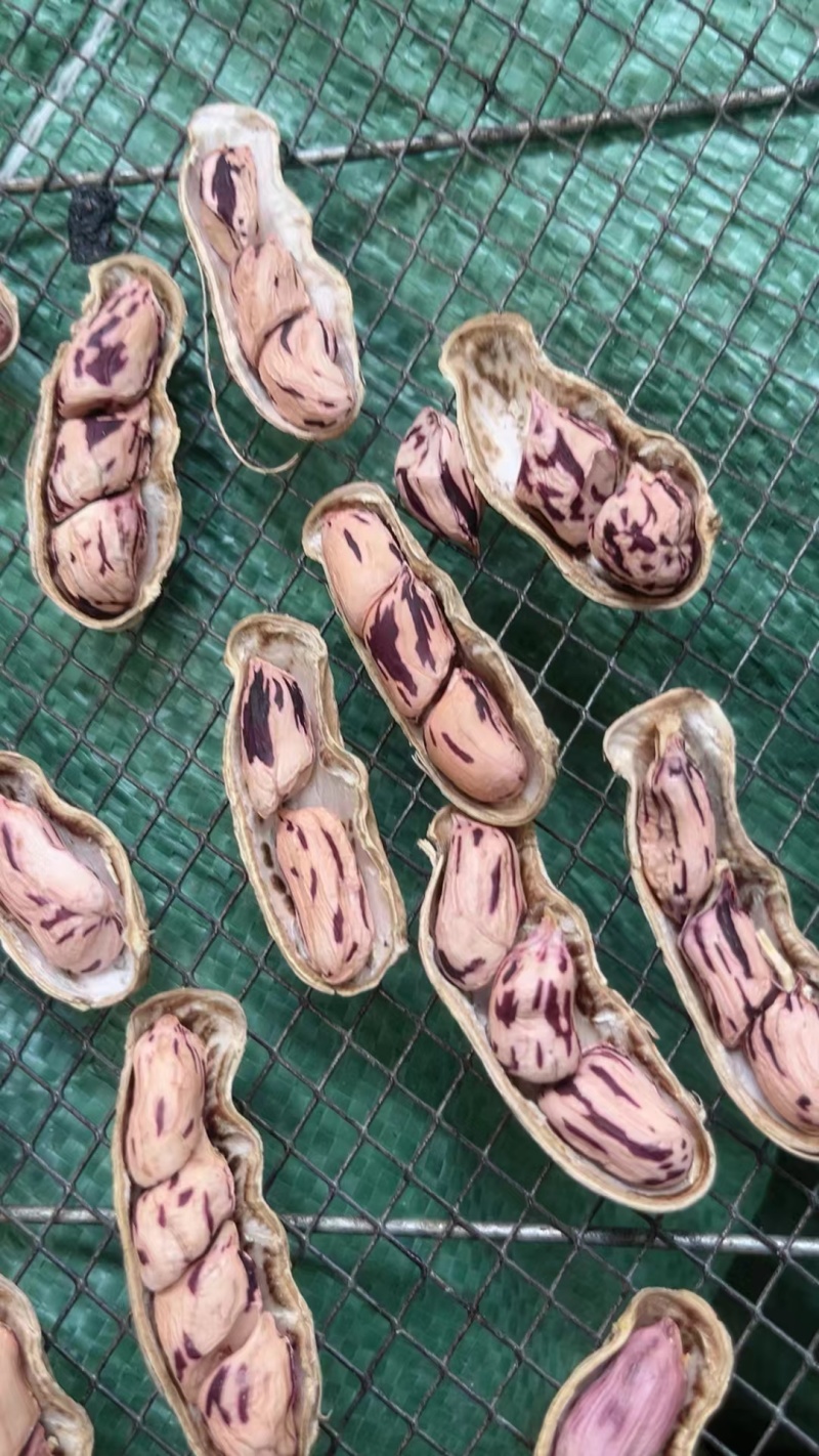 七彩花生新货产地直发原味香甜大量有货支持零售批发