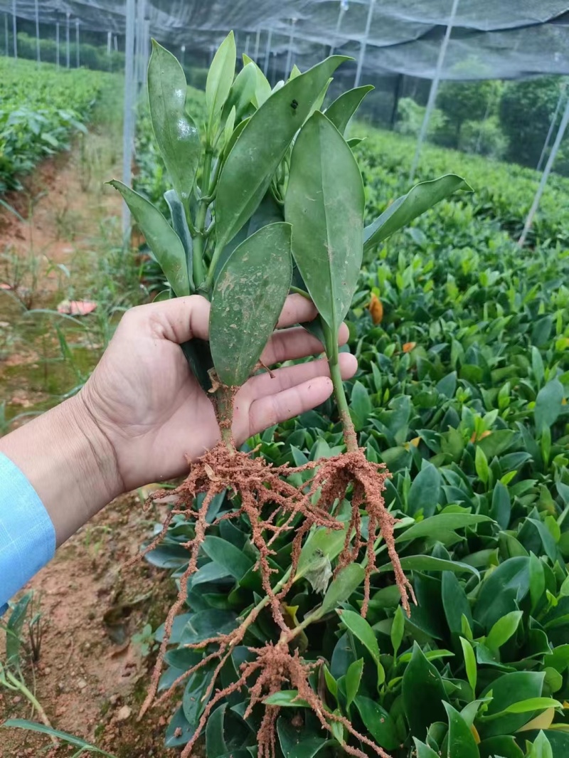 地苗非洲茉莉，苗基地大量多种规格低价出售