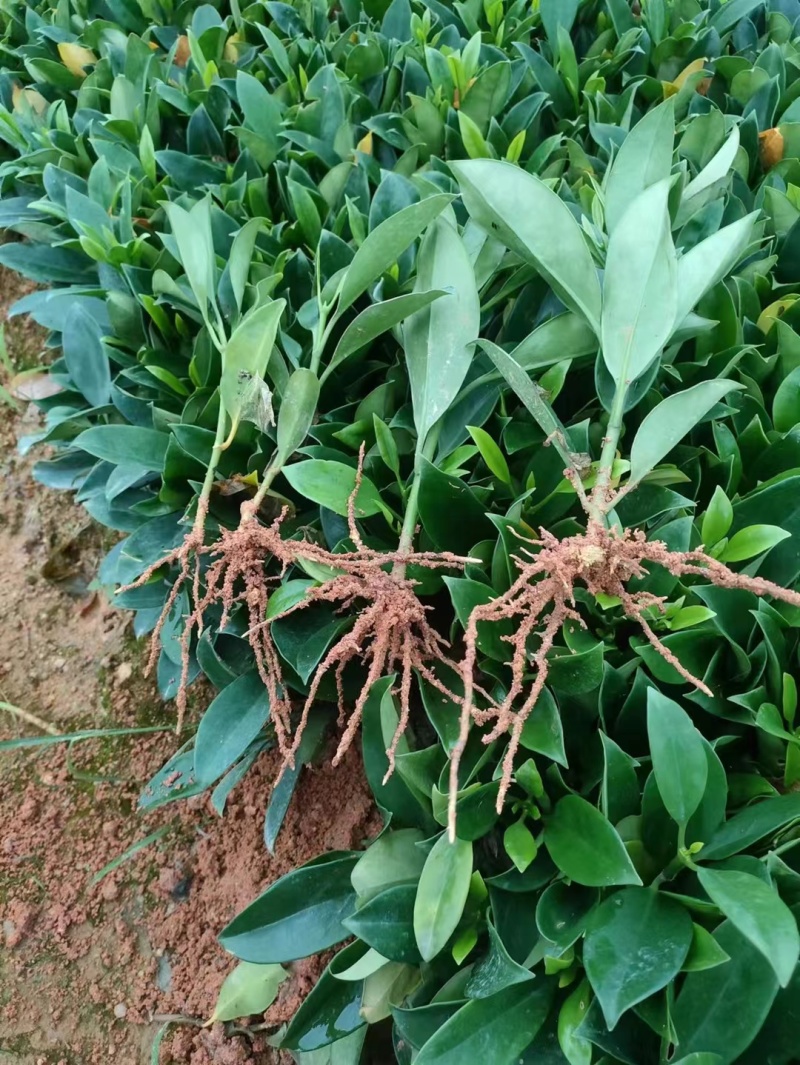 地苗非洲茉莉，苗基地大量多种规格低价出售