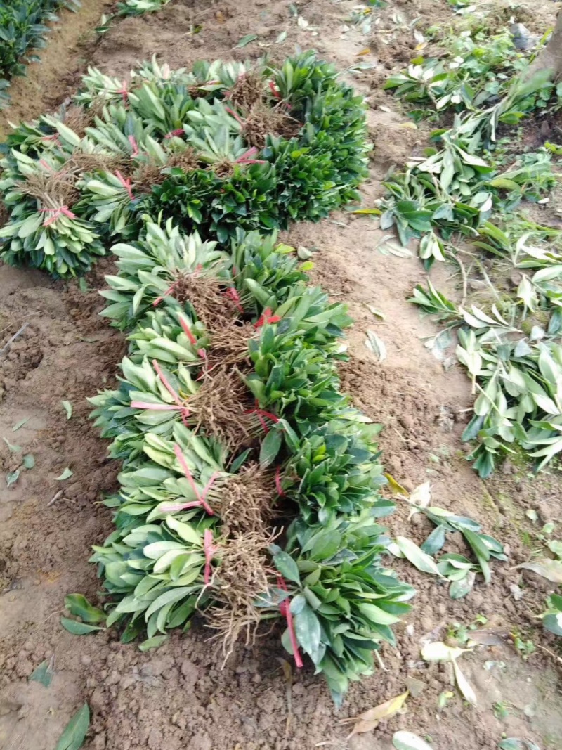 地苗非洲茉莉，苗基地大量多种规格低价出售