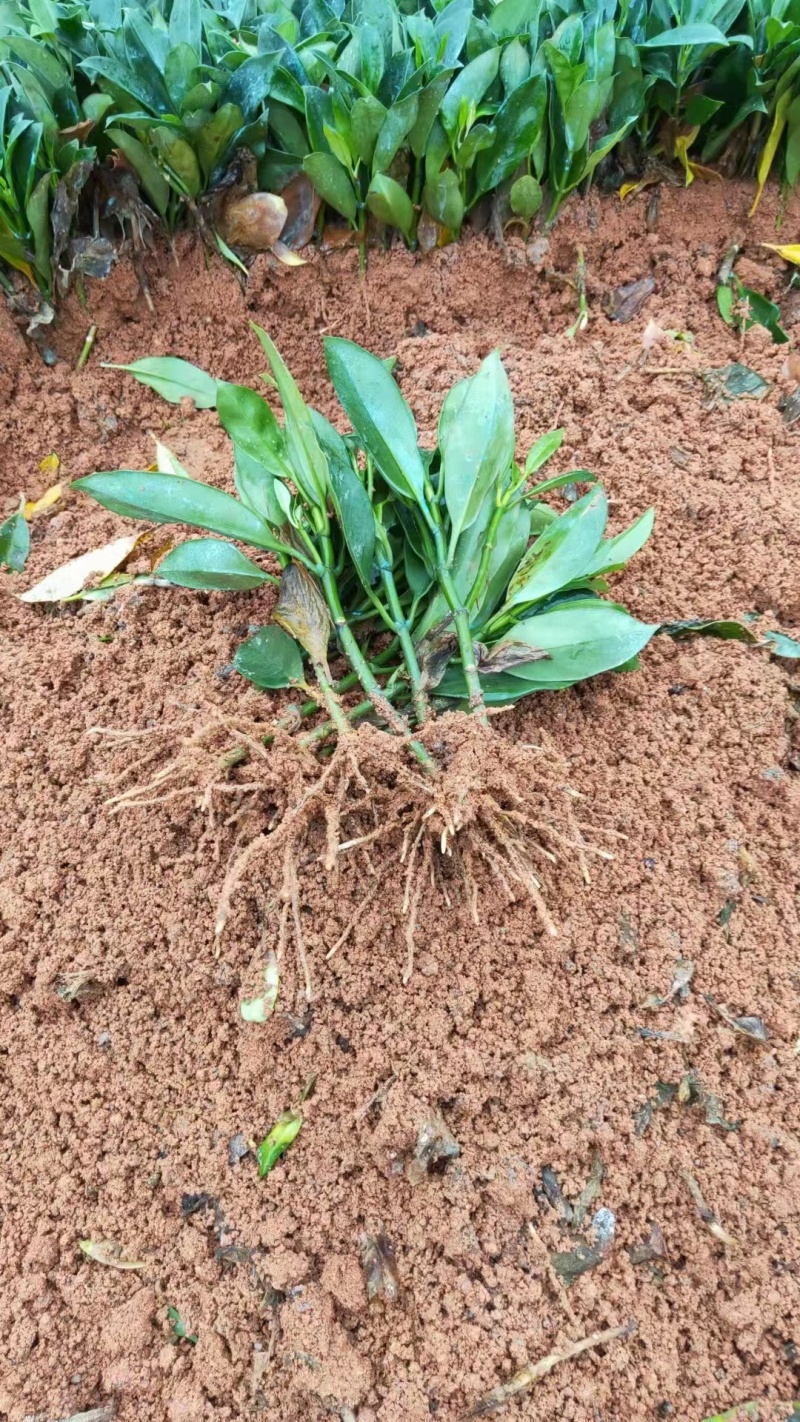 地苗非洲茉莉，苗基地大量多种规格低价出售