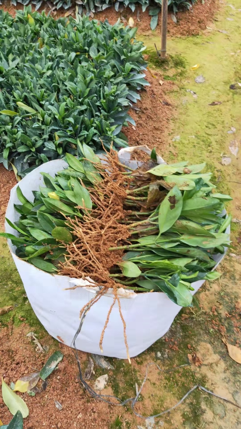 地苗非洲茉莉，苗基地大量多种规格低价出售