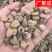 【包邮】覆盆子浙江覆盆子大颗粒各种规格产地直销泡酒泡水