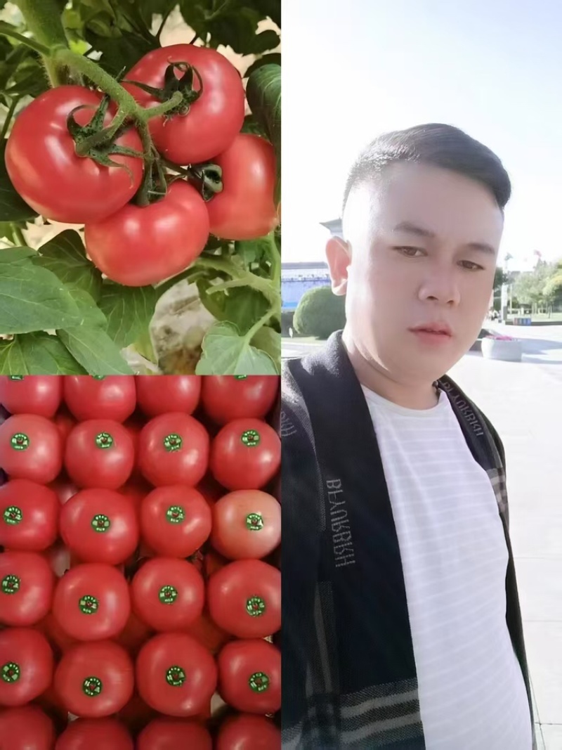 精品硬粉西红柿，产地直发可以视频看货量大从优