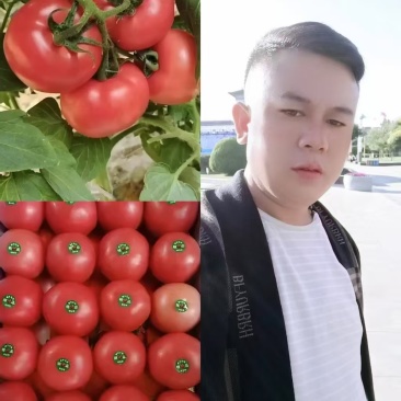 【宁夏】硬粉西红柿弧三以上西红柿质量保证欢迎咨询采购