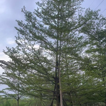 榄仁16公分，苗基地多种规格大量低价出售