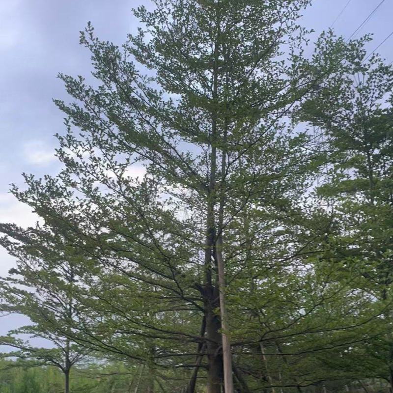 榄仁16公分，苗基地多种规格大量低价出售