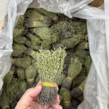 独脚金疳积草自然晾晒吃的放心保质保量对接全国客户