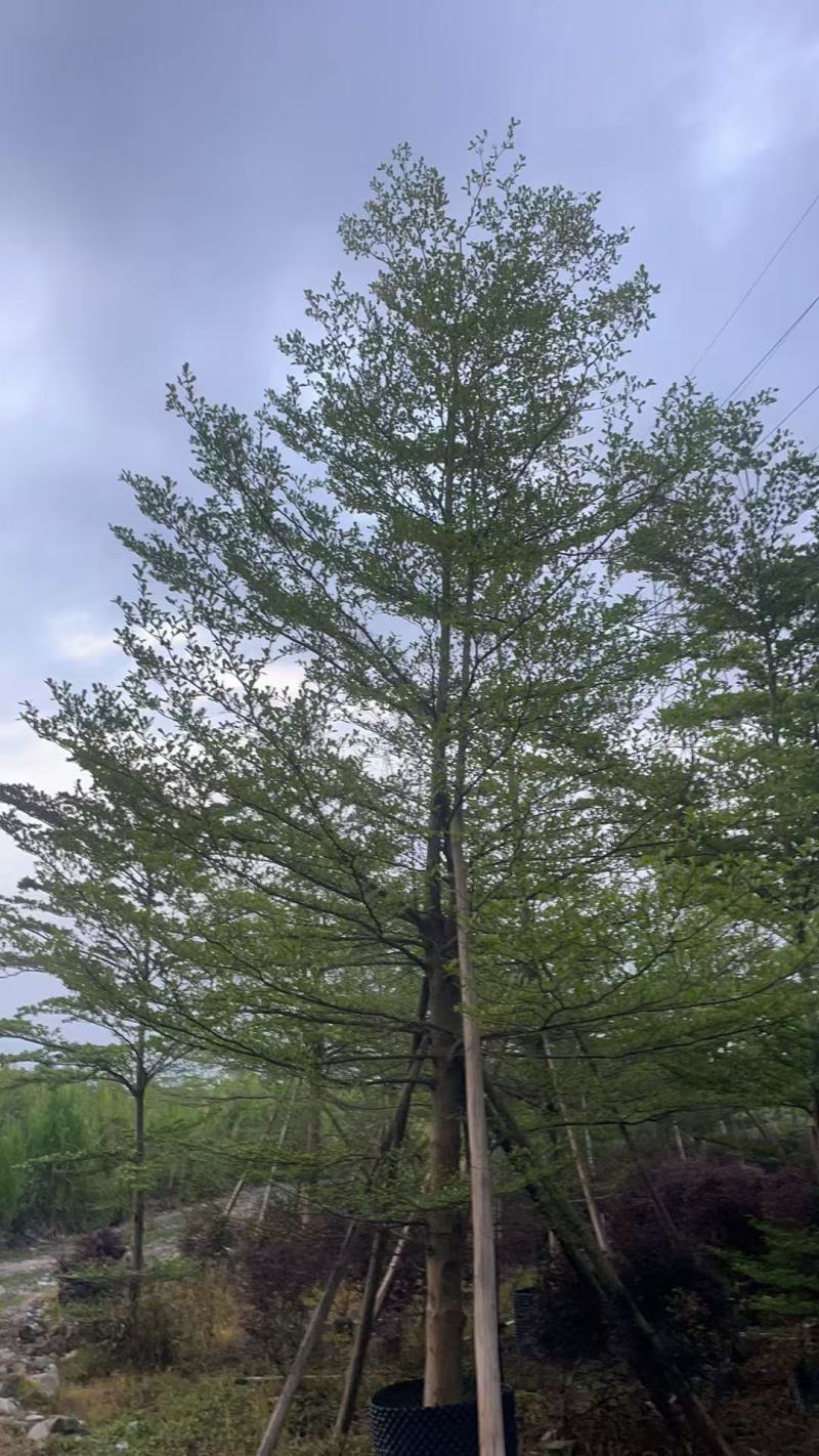榄仁16公分，苗基地多种规格大量低价出售