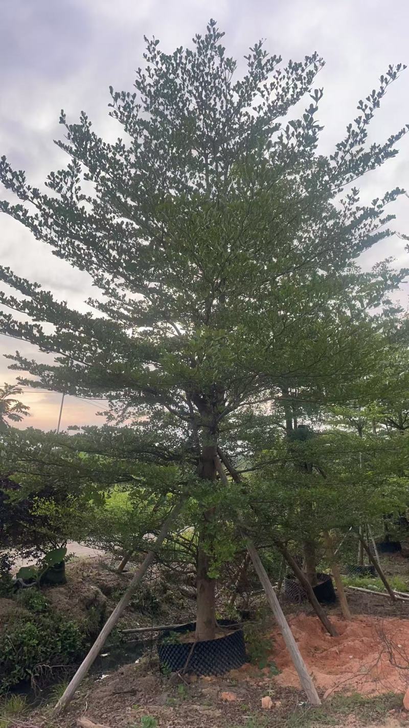 榄仁16公分，苗基地多种规格大量低价出售