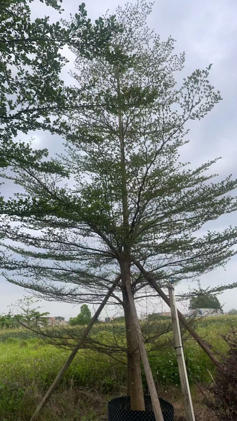 榄仁16公分，苗基地多种规格大量低价出售
