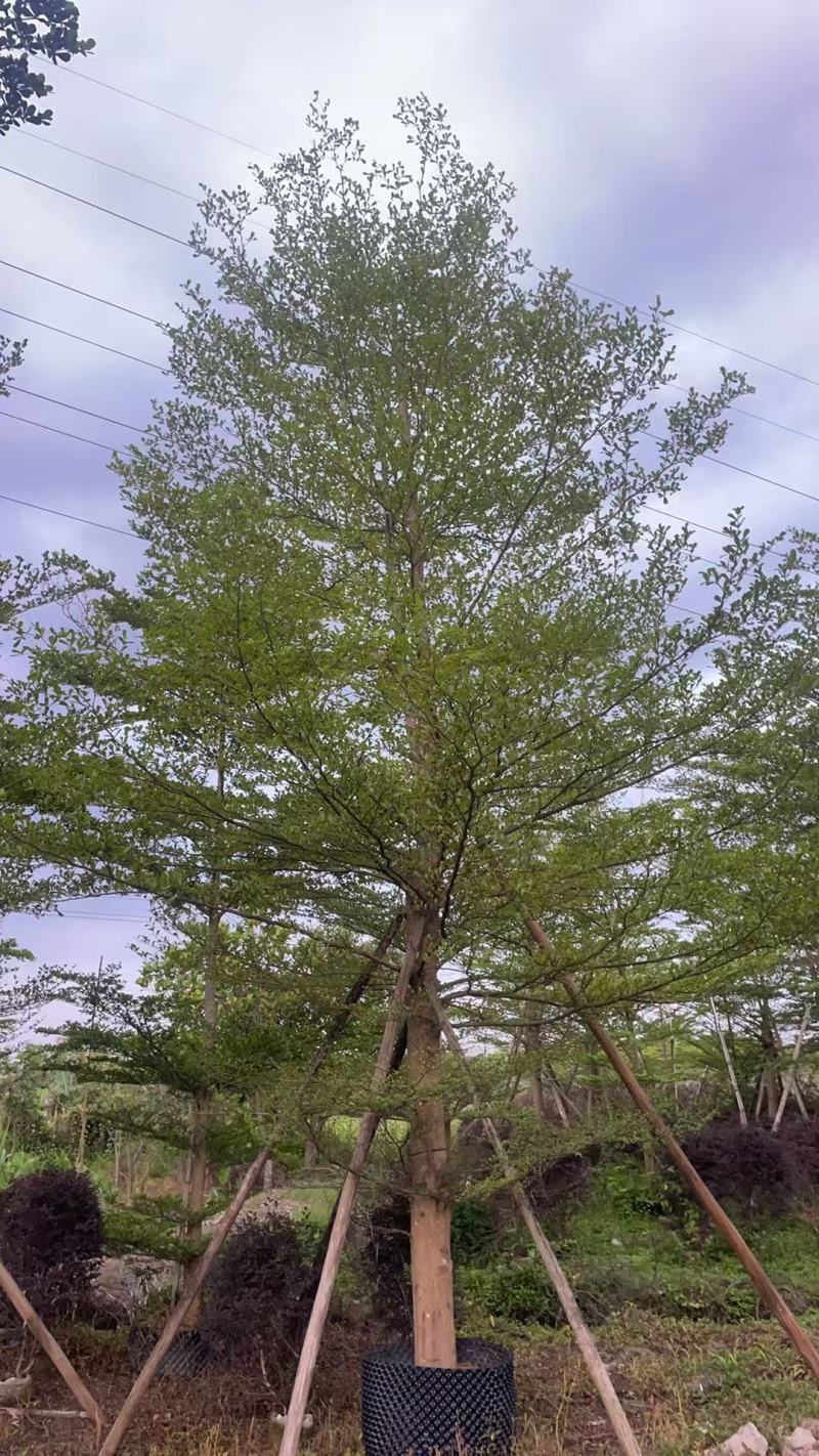 榄仁16公分，苗基地多种规格大量低价出售