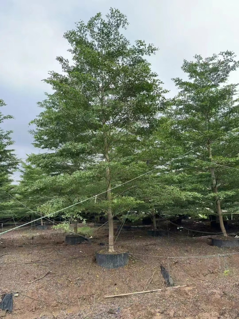 榄仁16公分，苗基地多种规格大量低价出售