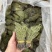 独脚金疳积草自然晾晒吃的放心保质保量对接全国客户