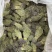 独脚金疳积草自然晾晒吃的放心保质保量对接全国客户
