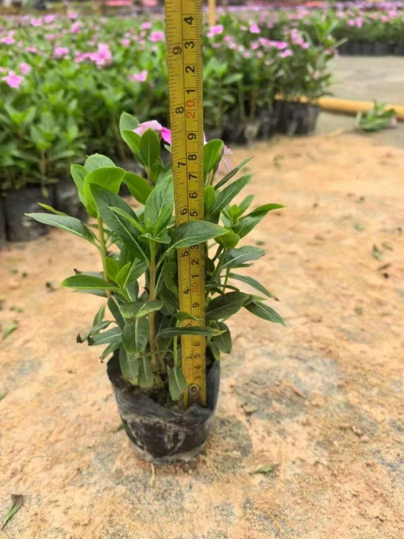 长春花大量种植，苗基地多种规格大量低价出售