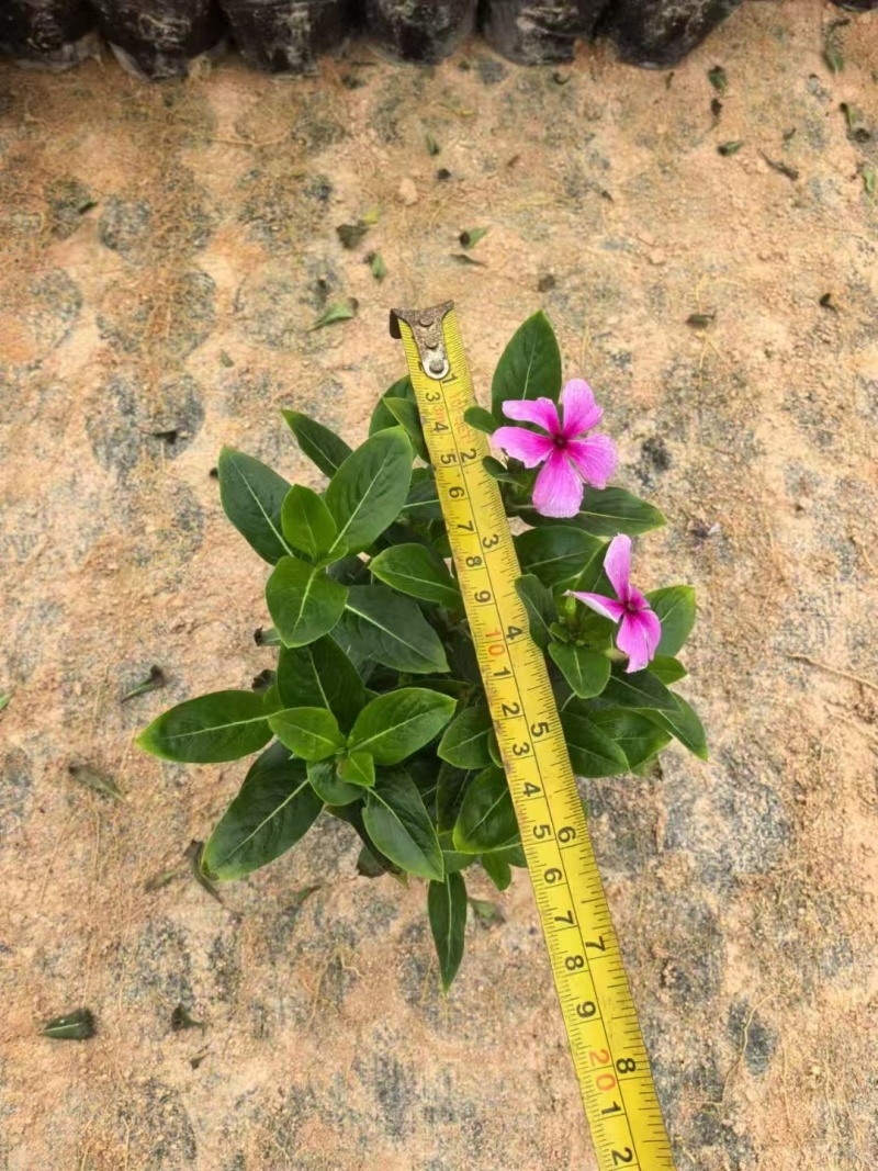 长春花大量种植，苗基地多种规格大量低价出售