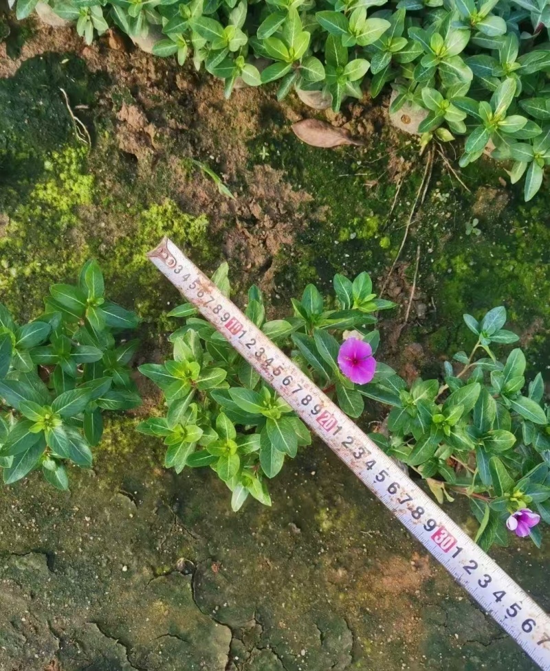 长春花大量种植，苗基地多种规格大量低价出售