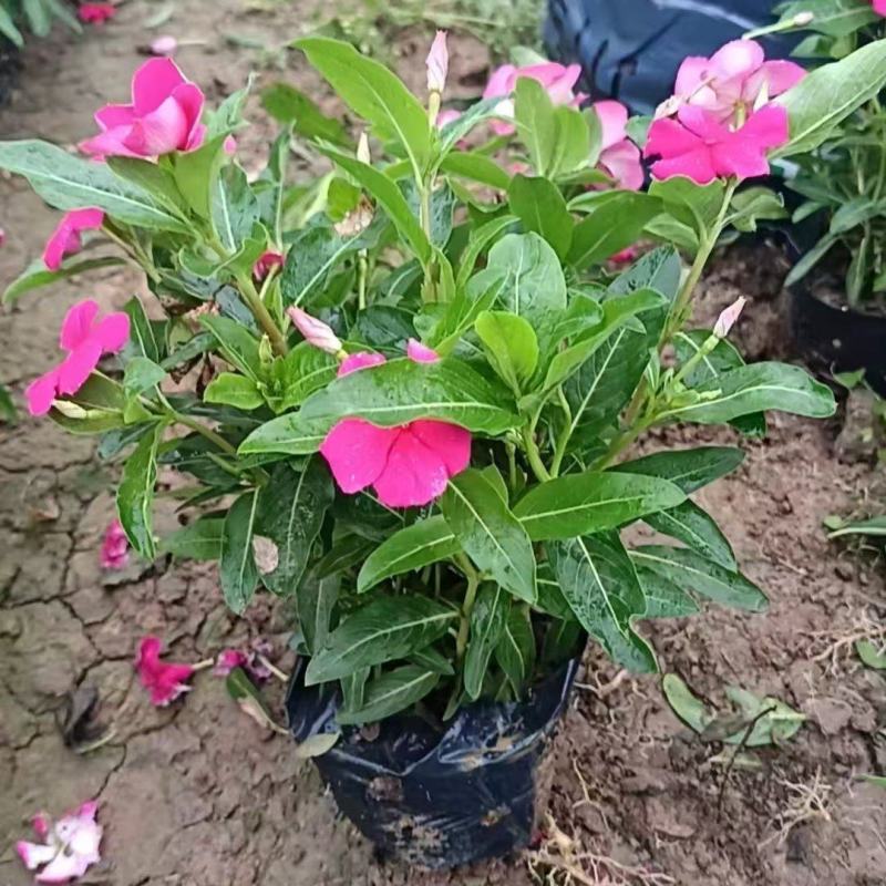 长春花，苗基地大量多规格低价出售