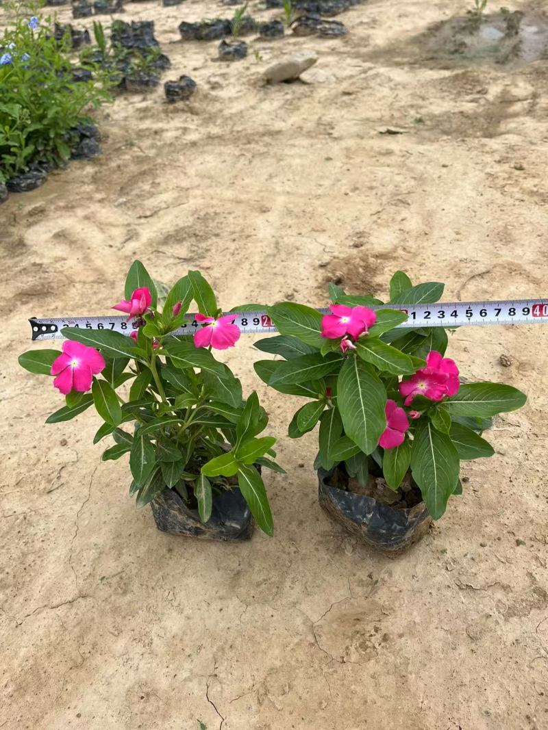 长春花，苗基地大量多规格低价出售