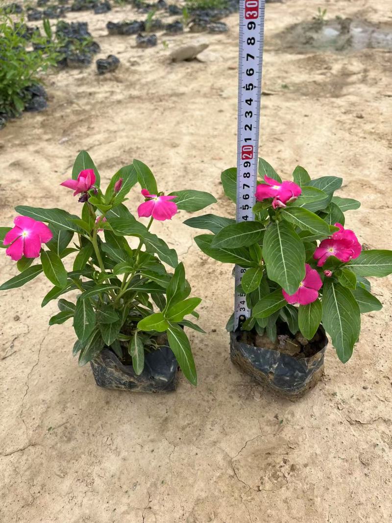 长春花，苗基地大量多规格低价出售