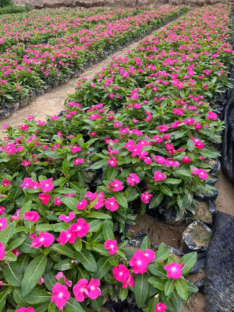 长春花，苗基地大量多规格低价出售