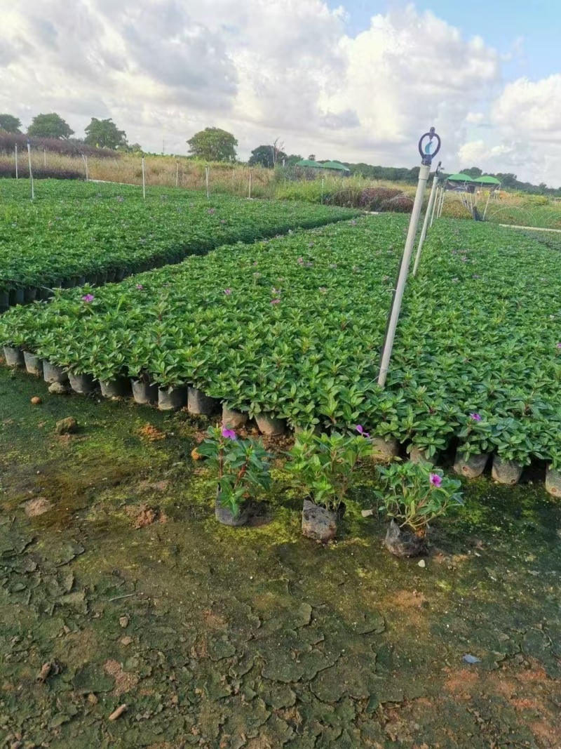 长春花，苗基地大量多规格低价出售
