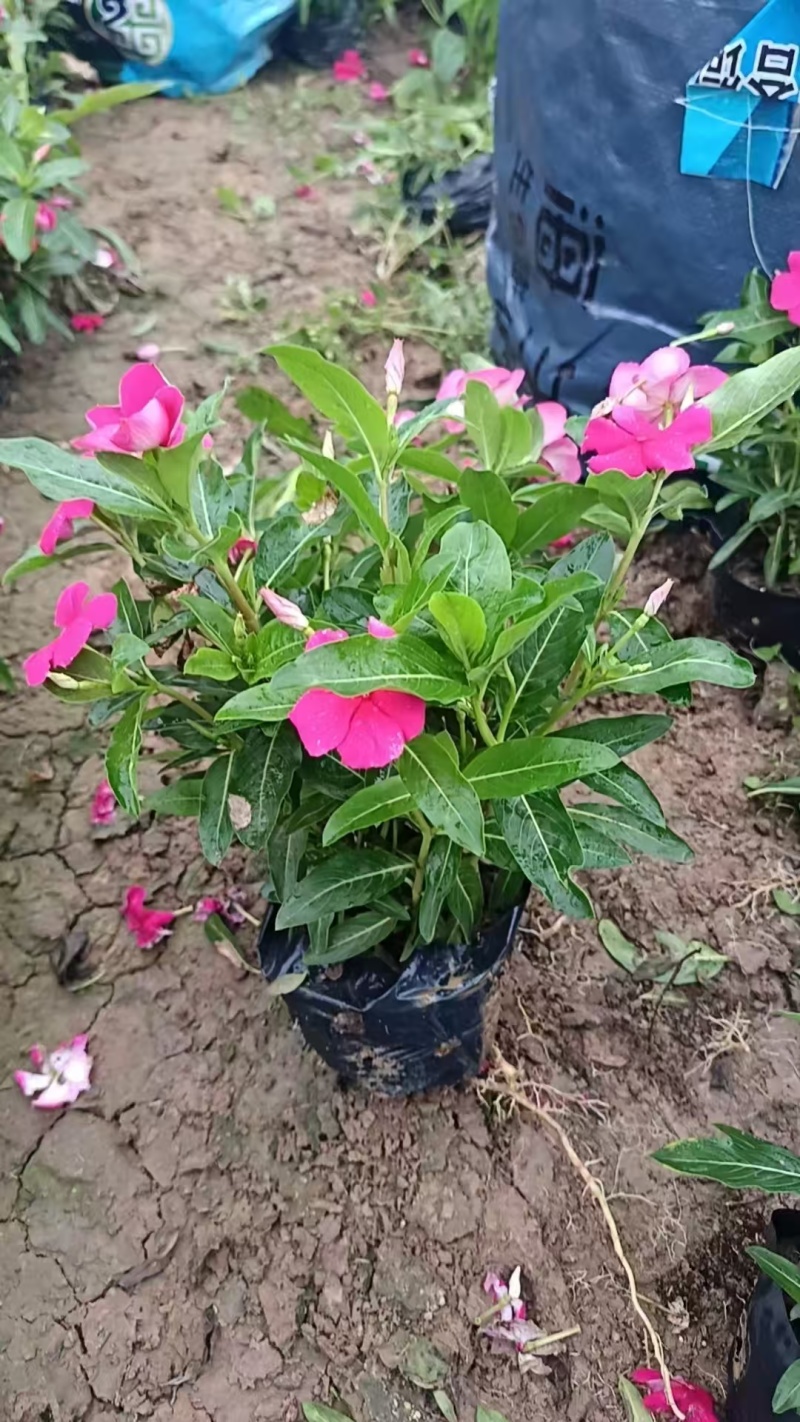 长春花，苗基地大量多规格低价出售