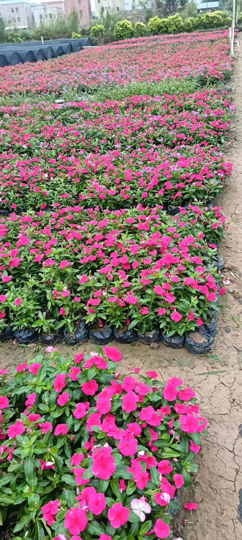 长春花，苗基地大量多规格低价出售