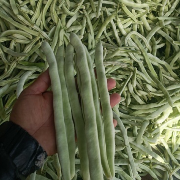 白不
