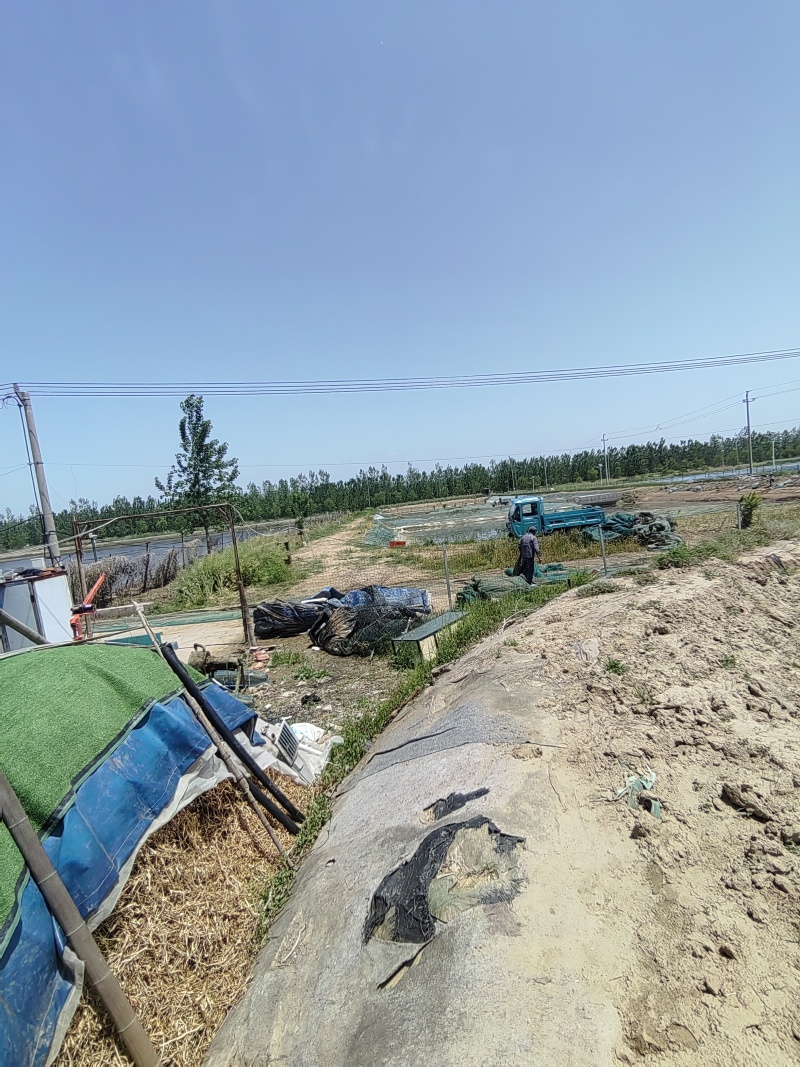 螃蟹，基地直供高品质可电商代发可批发