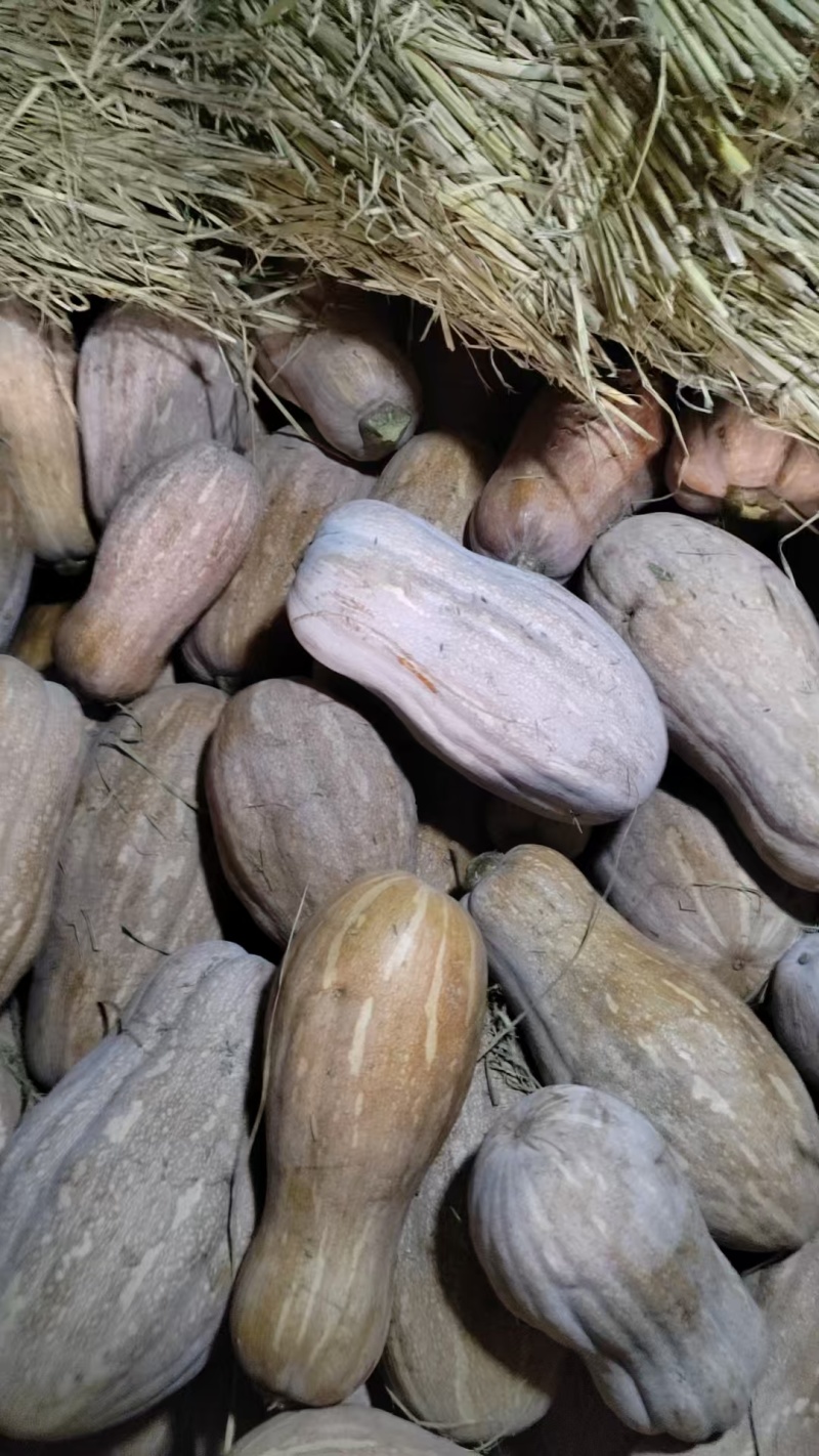 精品蜜本南瓜云南基地直发保质保量对接全国商超团购