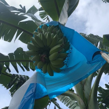 南沙区苹果蕉一代苗均重45斤左右