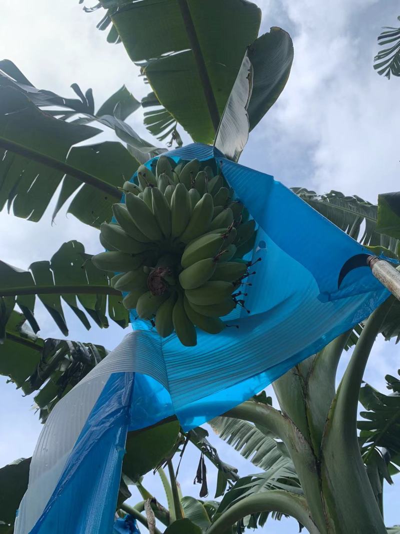 南沙区苹果蕉一代苗均重45斤左右