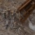 正宗野生深山蕨根粉淀粉品质好价格实惠欢迎联系
