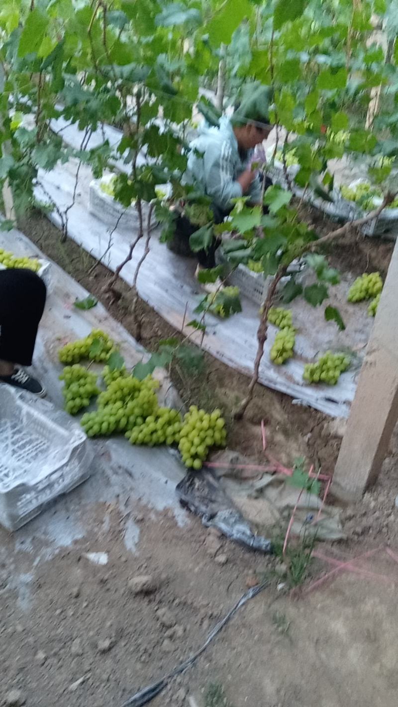 维多利亚葡萄