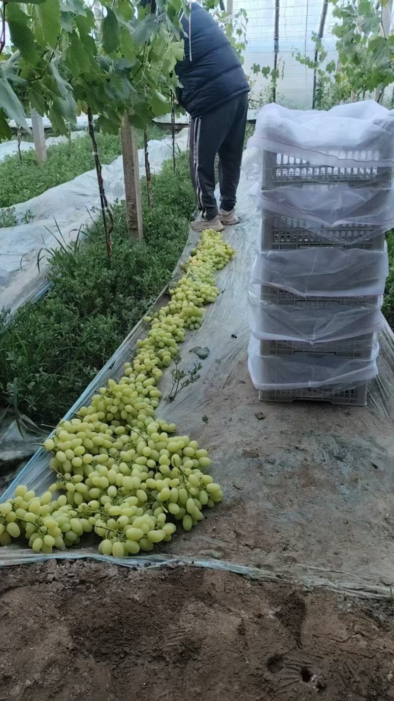 维多利亚葡萄