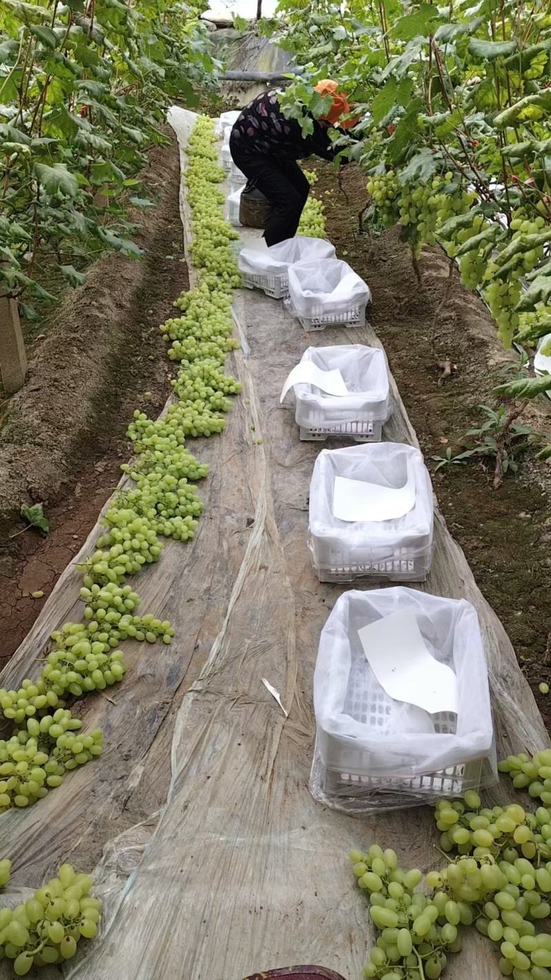 维多利亚葡萄