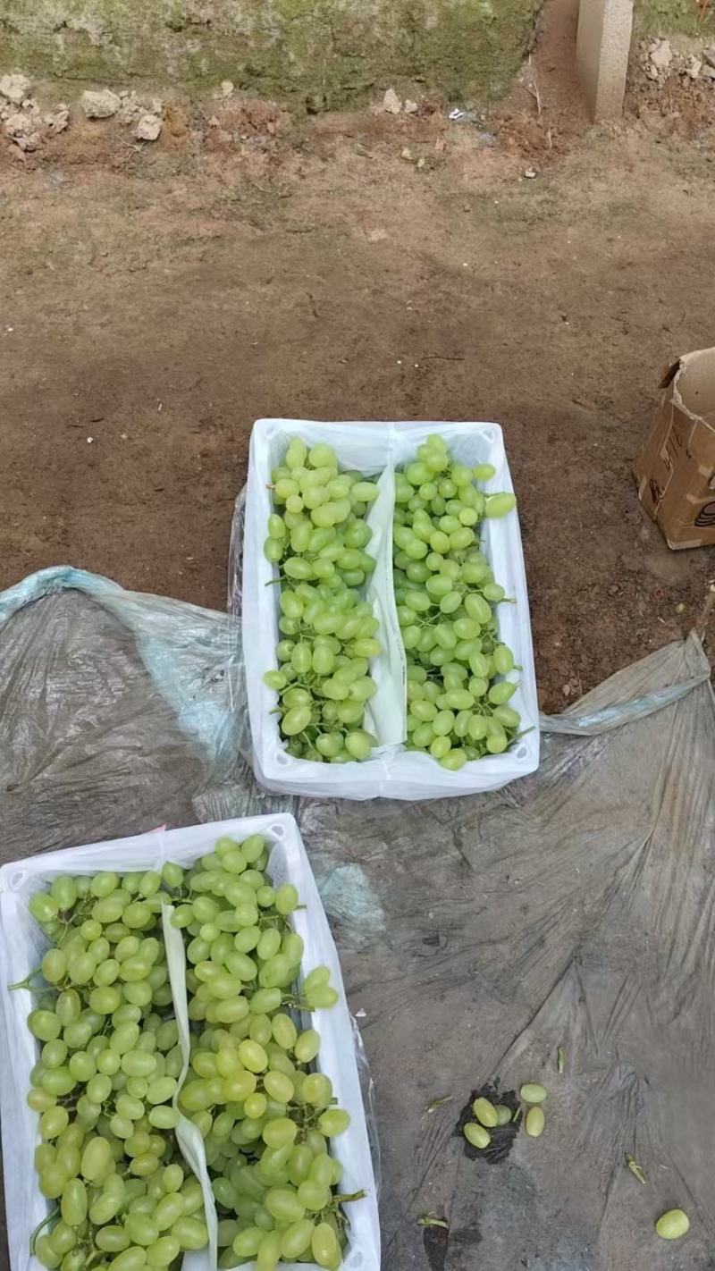 维多利亚葡萄