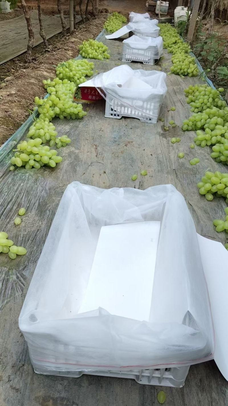 维多利亚葡萄